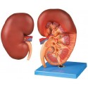 HUMAN KIDNEY (2 PARTS)